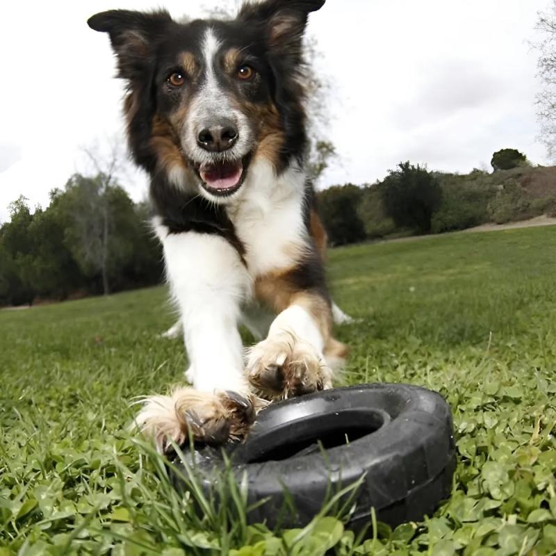 Juguete Mordillo Tires Rueda Rellenable Small Kong Perros