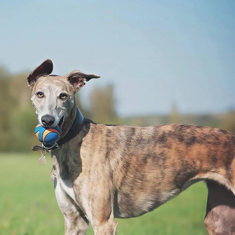 Juguete Pelota Ultra Squeaker Ball Large Chuckit Perros