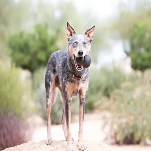 Juguete Para Perro Rellenable Kong Extreme L